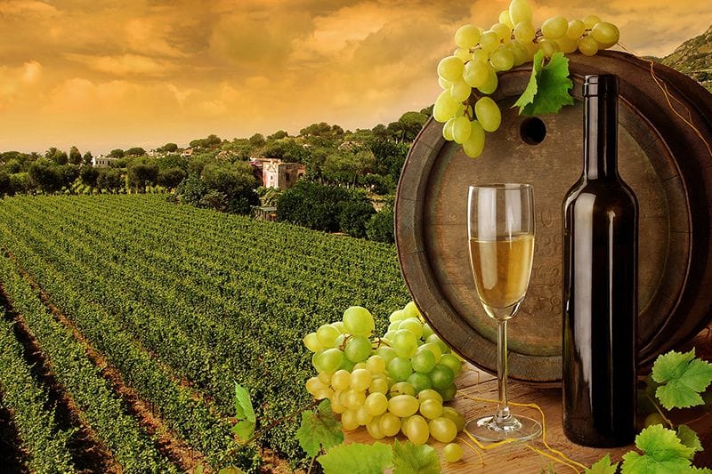 Domaine vinicole : quels sont les différents procédés de fabrication du vin ?